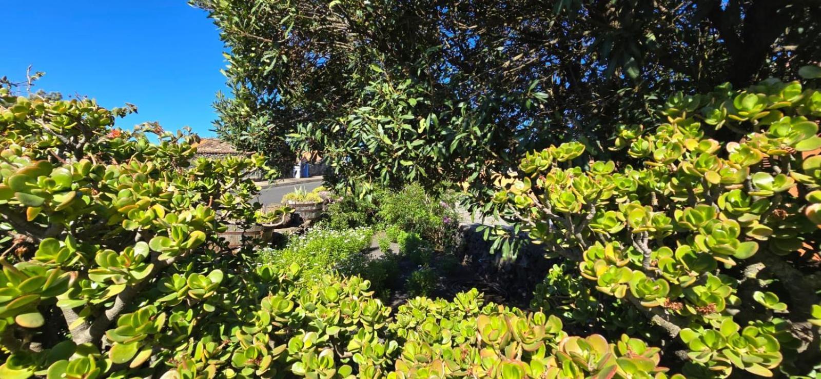 Vivienda Vacacional El Lagar, Bodega A Fuencaliente de la Palma Exterior foto